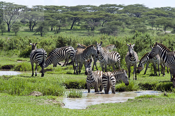Steppenzebras oder Pferdezebras (Equus quagga) an einem Wasserloch  Ngorongoro Conservation Area  UNESCO Weltnaturerbe  Tansania  Afrika