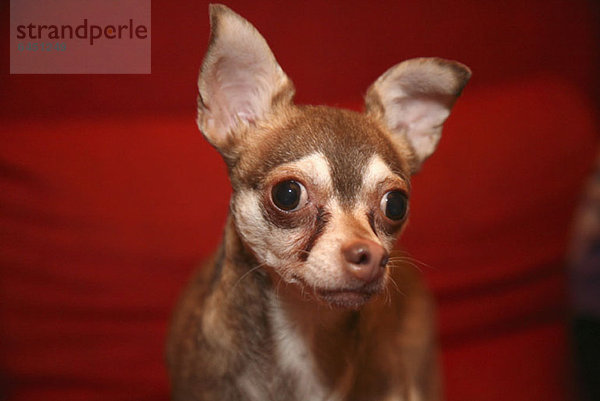 Ein Chihuahua schaut ernsthaft in die Kamera  Nahaufnahme