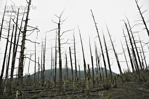 Reihen kahler Bäume im Toten Wald beim Vulkan Tolbachik  Russland