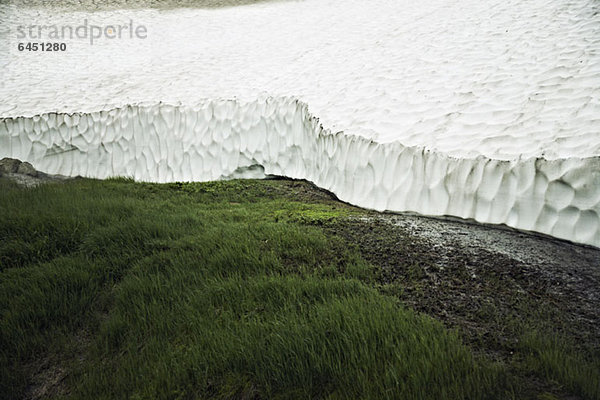 Gras am Mutnovsky Gletscher  Kamtschatka  Petropavlovsk Kamtschatsky  Russland