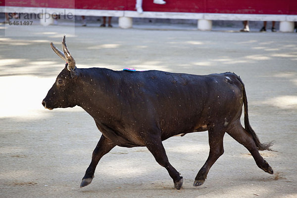 Ein Stier in einer Arena