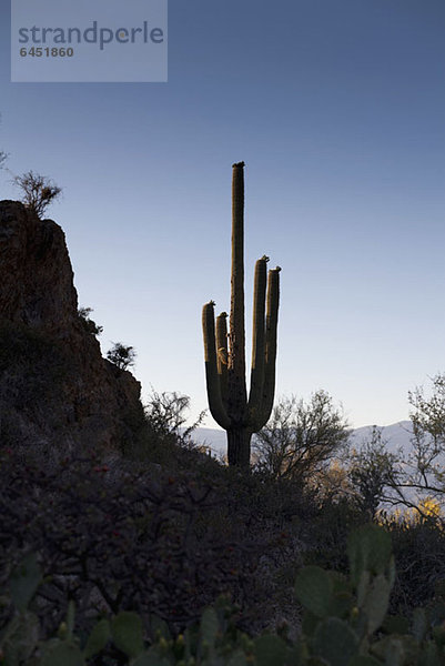 Ein Kaktus in einer Wüste in der Dämmerung  Tucson  Arizona  USA