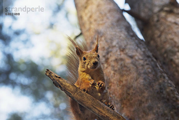 Ein Eichhörnchen im Baum
