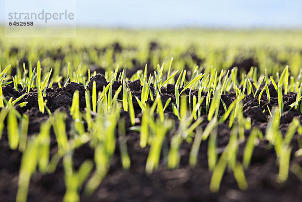 Detail der Aufnahmen in einem Feld