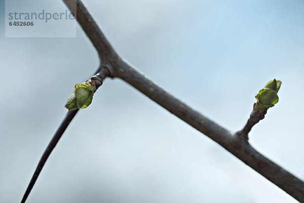 Detail der Knospen an einem Ast