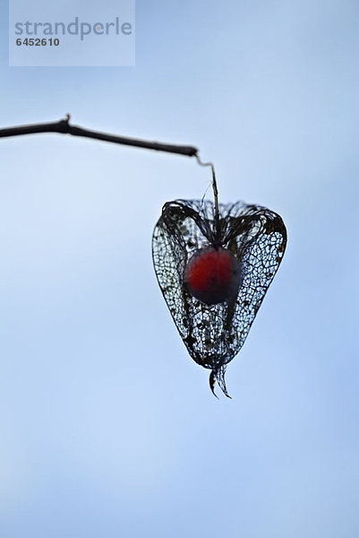 Physalis-Frucht an einem Ast hängend