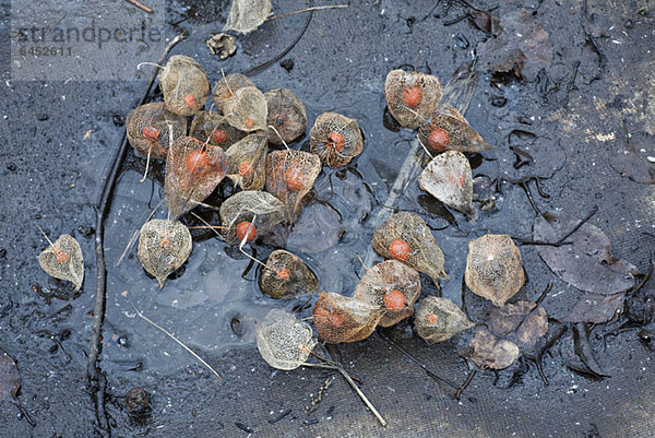 Physalis-Frucht am Boden in einer Pfütze