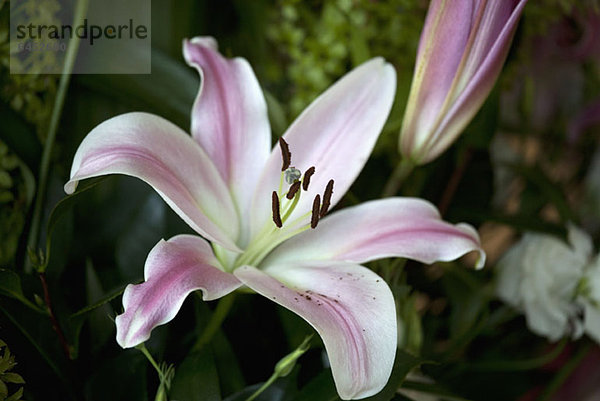 Blütenblüte  Osterlilie (Lilium Longiflorum)