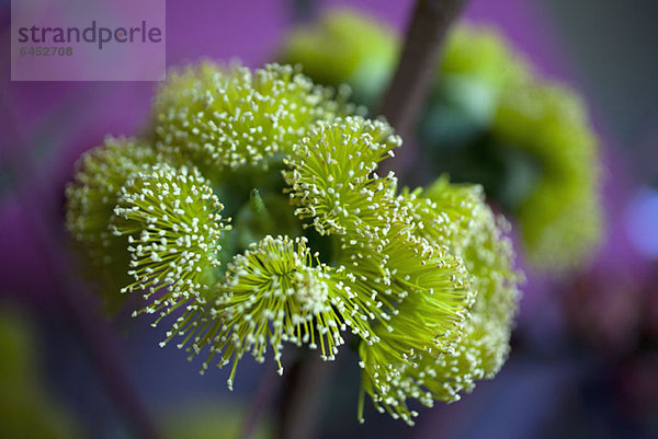 Nahaufnahme von Blumen (Eucalyptus cordata)