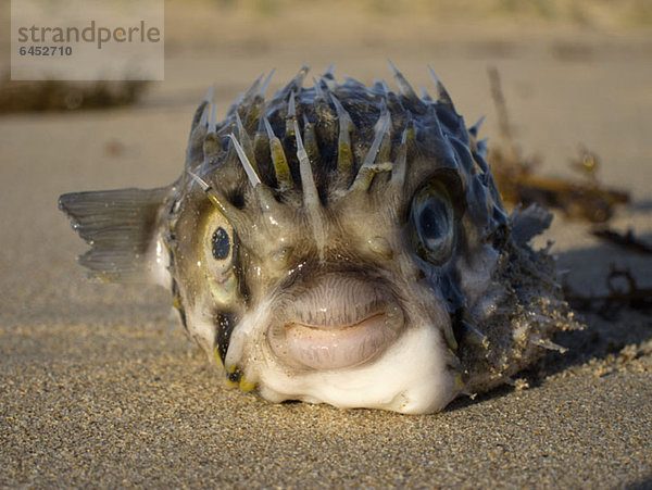 Ballonfisch (Diodon Holocanthus) auf Sand