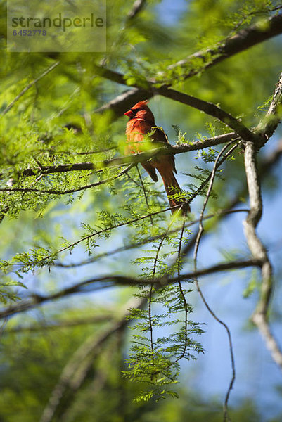 North Carolinas satter Vogel  der Rote Kardinal (Cardinalis cardinalis)