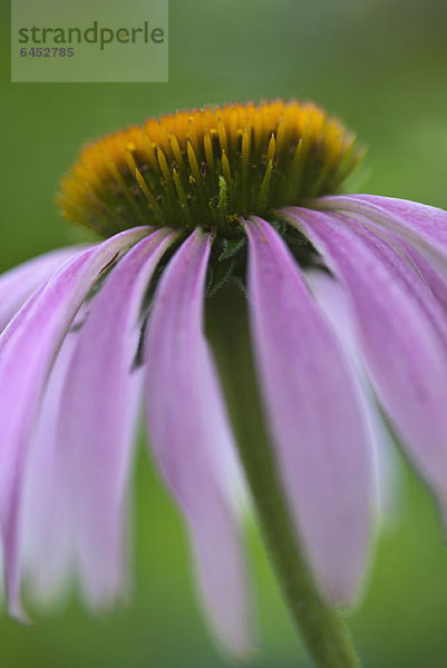 Lila Sonnenhut (Echinacea) in voller Blüte