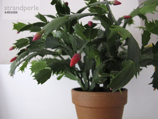 Weihnachtskaktuspflanze (Schlumbergera)