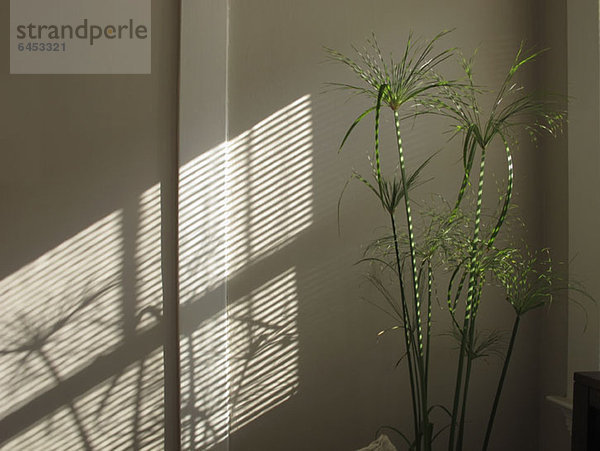 Papyruspflanze gestreift mit Sonnenlicht und Schatten durch Jalousien  an der Wand reflektiert
