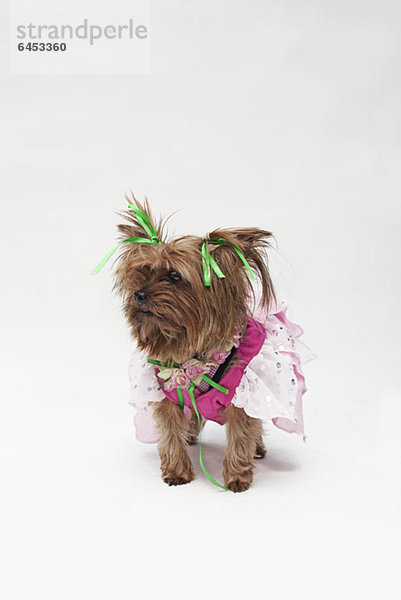 Ein Yorkshire Terrier im rosa Feenkostüm