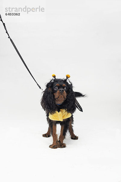 Ein Cavalier King Charles Spaniel im Bienenkostüm