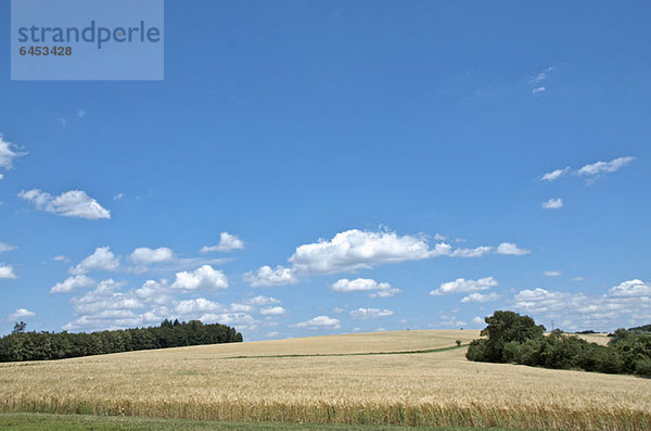 Maisfeld in Hoffenheim  Deutschland