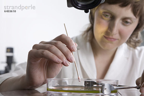 Ein Forschungstechniker  der einen Wattestäbchen auf Flüssigkeit in einer Petrischale verwendet.
