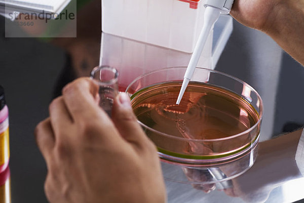 Ein Forscher  der eine Pipette auf einer Petrischale benutzt.