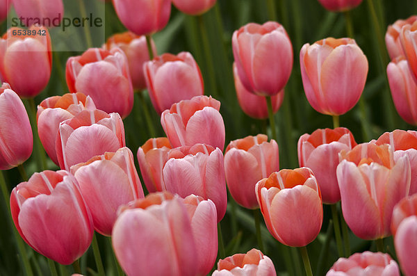 Rosafarbene Tulpen auf einem Feld