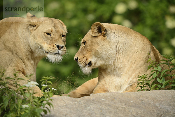 Zwei Löwinnen  Panthera leo  Zoo  Augsburg  Bayern  Deutschland  Europa