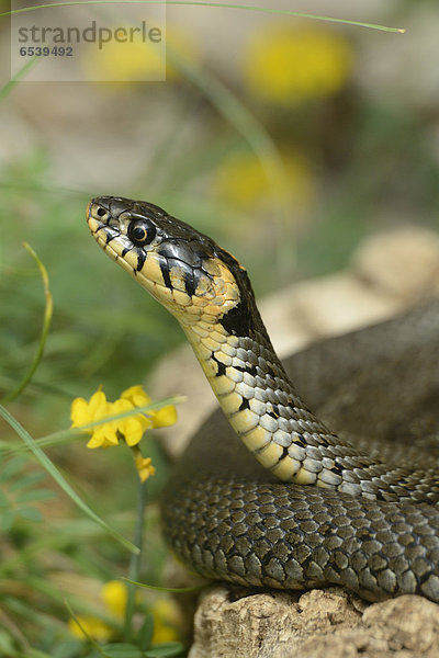 Ringelnatter  Natrix natrix  Zoo  Augsburg  Bayern  Deutschland  Europa