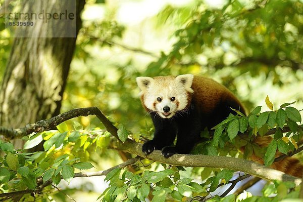 Kleiner Panda  Ailurus fulgens