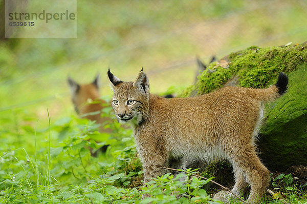 Eurasischer Luchs  Lynx lynx  Wildpark alte Fasanerie  Hanau  Hessen  Deutschland  Europa