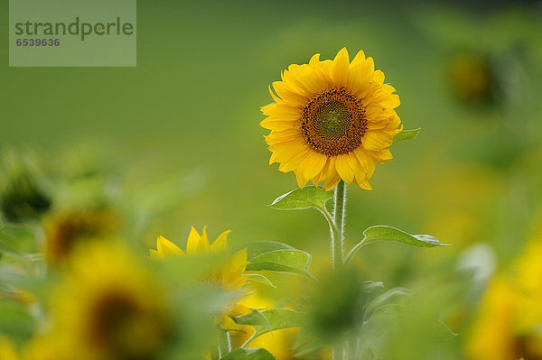 Sonnenblumenfeld  Helianthus annuus  Franken  Bayern  Deutschland  Europa