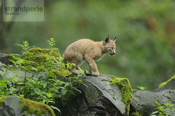 Eurasischer Luchs  lynx lynx  Wildpark alte Fasanerie Hanau  Hessen  Deutschland  Europa