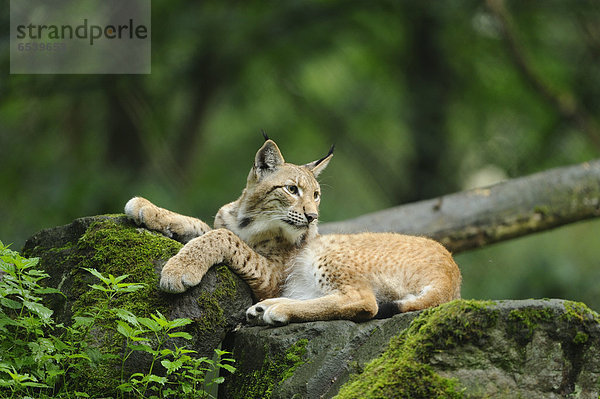 Eurasischer Luchs  lynx lynx  Wildpark alte Fasanerie Hanau  Hessen  Deutschland  Europa