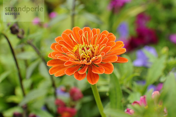 Zinnie  Zinnia elegans  Bayern  Deutschland  Europa