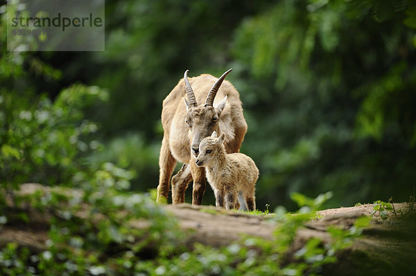 Alpensteinbock  Capra ibex  und Jungtier  Bayern  Deutschland  Europa