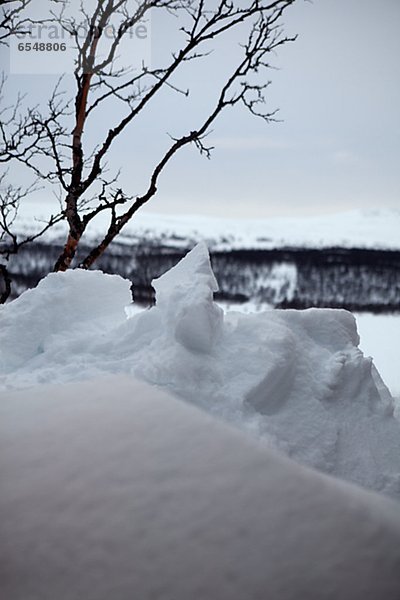 Baum  Hintergrund  nackt  Schnee