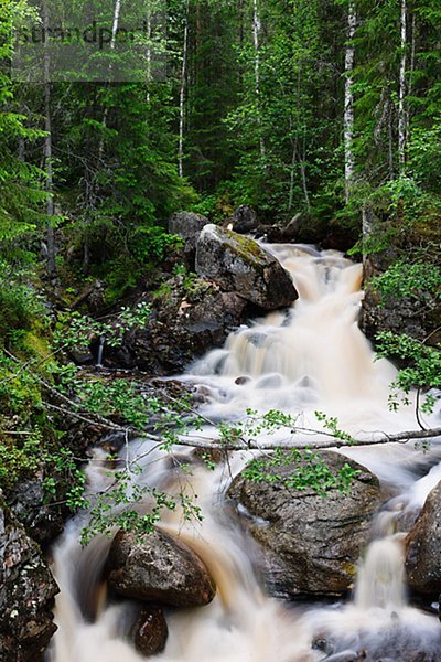 hoch  oben  gehen  Wald  Ansicht  Flachwinkelansicht  Winkel