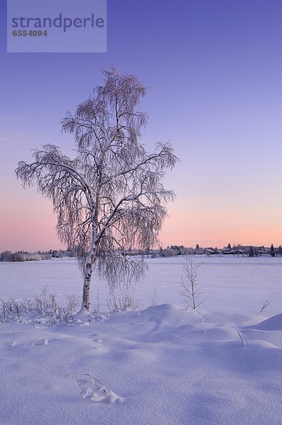 Winter  Baum  Birke