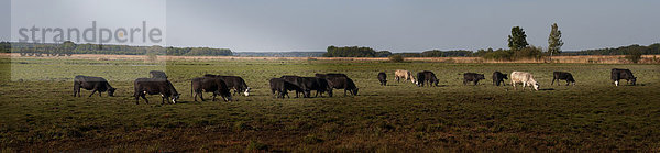 Hausrind  Hausrinder  Kuh  Wiese  grasen