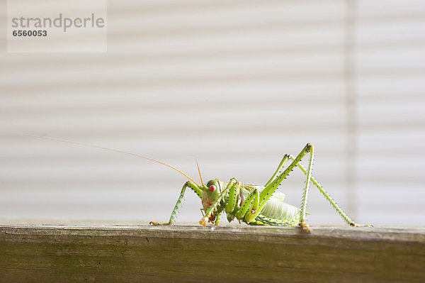 USA  Texas  Close up of grasshopper