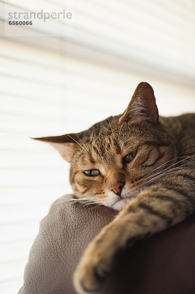Katze entspannt auf der Couch  Nahaufnahme