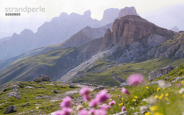 Europa  Italien  Wildblumen im Nationalpark Sextner Dolomiten