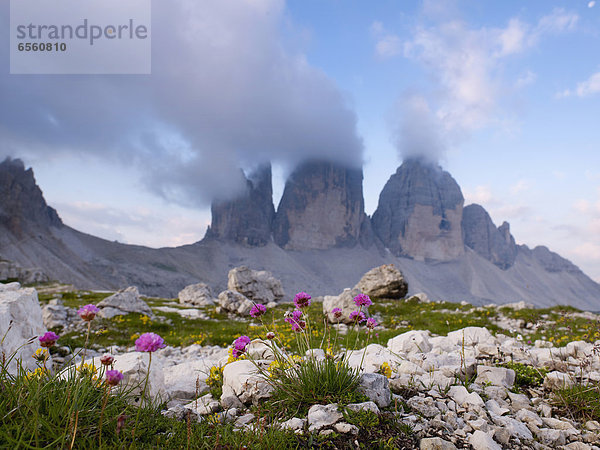 Europa  Italien  Blick auf Wildblumen und Tre Cime di Lavaredo Berge
