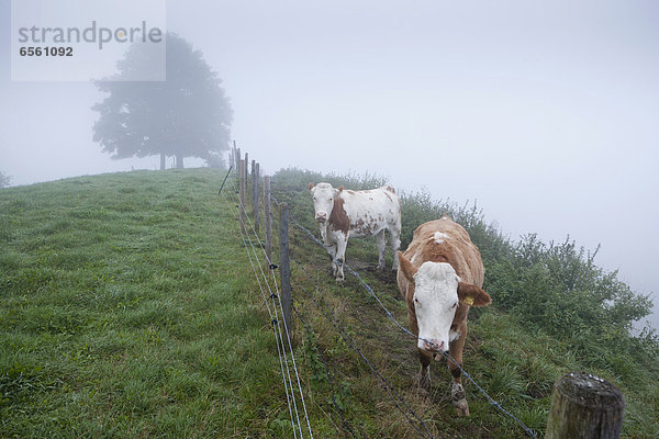 Germany  Bavaria  Cows standing on meadow
