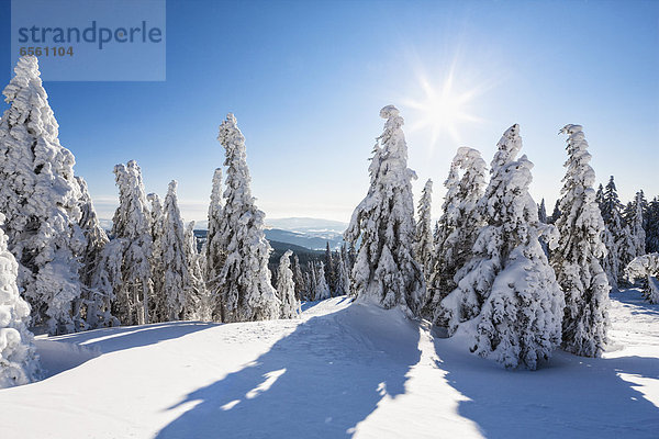 Germany  Bavaria  View of snow covered trees at Bavarian Forest
