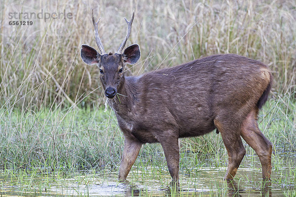 Indien  Madhya Pradesh  Sambar-Hirsch im Bandhavgarh Nationalpark