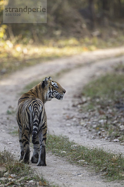 Indien  Madhya Pradesh  Bengalischer Tiger im Kanha Nationalpark