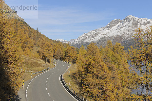 Schweiz  Strasse am Silser See mit Bäumen im orangenen Herbst und Bergen