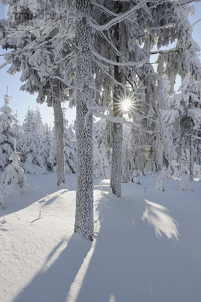Deutschland  Sachsen  Blick auf schneebedeckte Bäume im Wald mit Sonnenstrahl