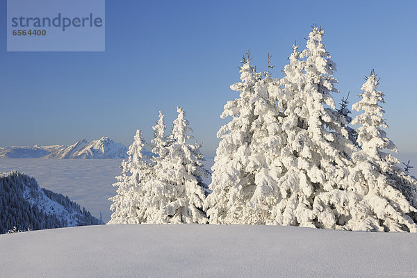 Schweiz  Luzern  Blick auf schneebedeckte Bäume  Pilatus im Hintergrund im Kanton Schwyz