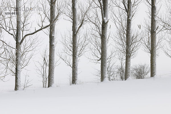 Deutschland  Hessen  Blick auf schneebedeckte Bäume im Rhöngebirge