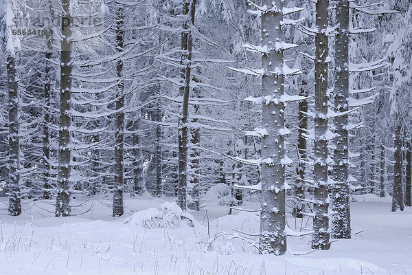 Deutschland  Hessen  Blick auf verschneite Baumstämme in verschneiter Landschaft im Rhöngebirge